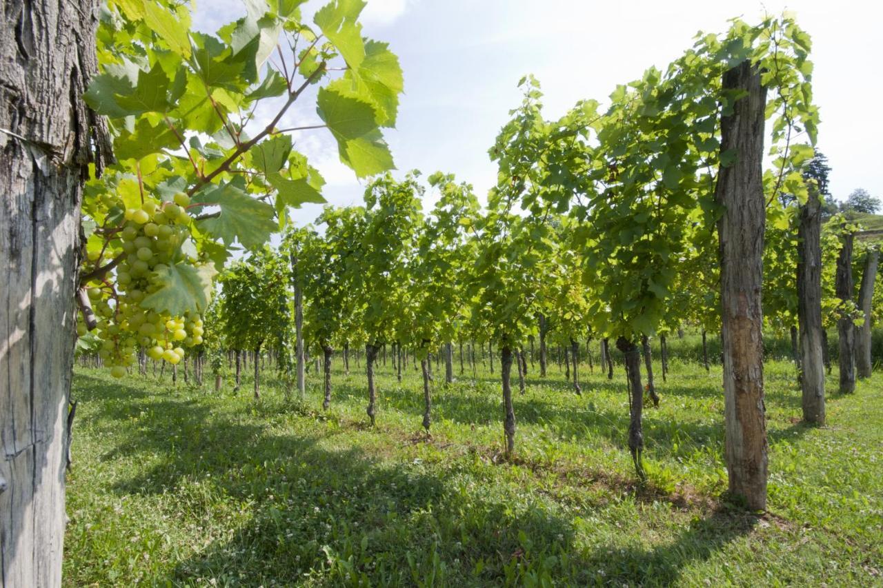 Alloggio Agrituristico Corte San Biagio Corno di Rosazzo Exteriör bild
