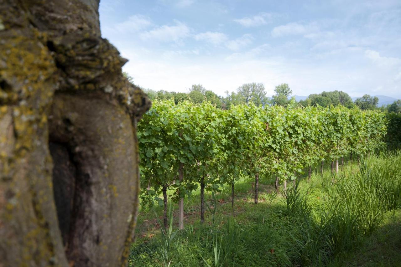 Alloggio Agrituristico Corte San Biagio Corno di Rosazzo Exteriör bild